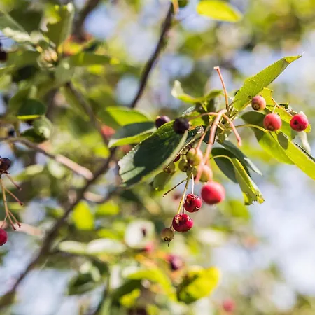 Domaine Bonneblond * Saint-Désiré